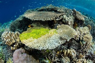 Coral