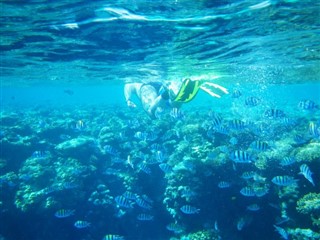 Coral