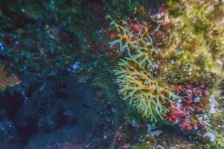 Coral