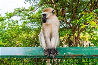 Djibouti