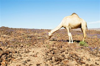 Djibouti
