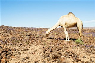 Djibouti