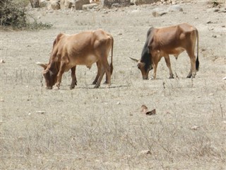 Eritrea