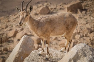 Eritrea