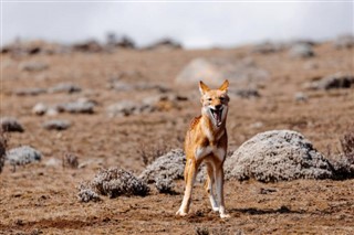 Ethiopia