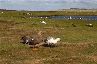 Falkland