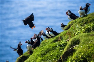 Faroe