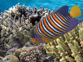 Fiji