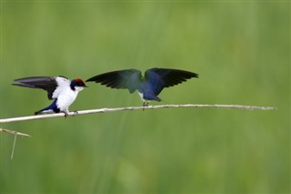 Gambia