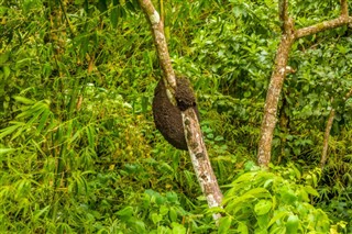 Grenada