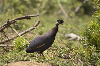 Guinea