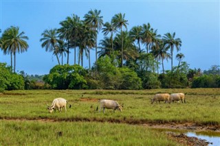 Guinea