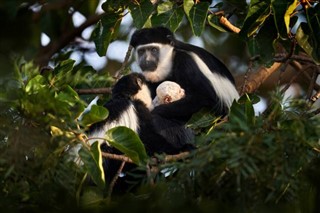 Guinea-Bissau