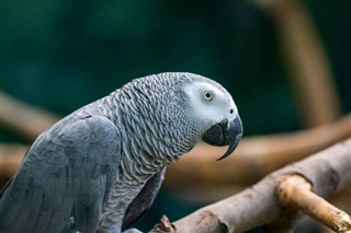 Guinea-Bissau