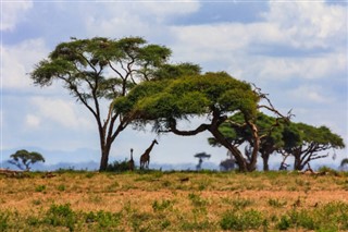 Guinea-Bissau