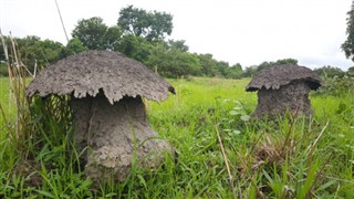 Guinea-Bissau