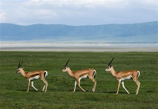Kenya