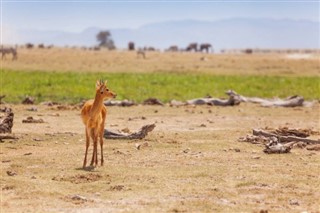 Kenya