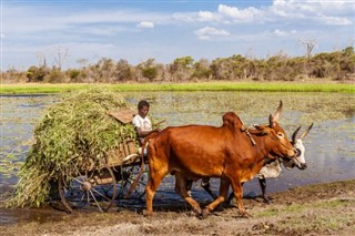 Madagascar