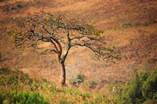 Malawi