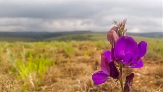 Malawi