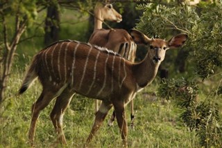 Malawi