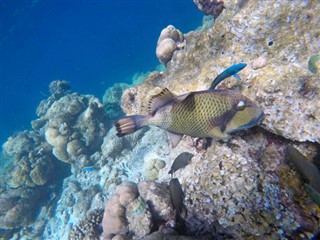 Mayotte