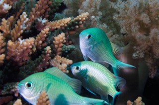 Mayotte