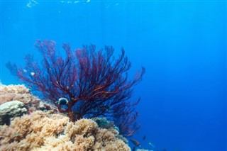 Micronesia