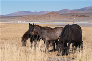 Mongolia