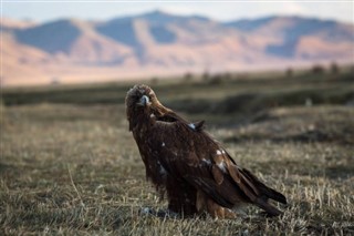 Mongolia