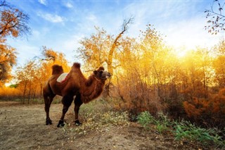 Mongolia