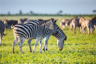 Mozambique