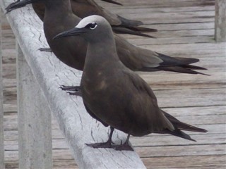 Nauru