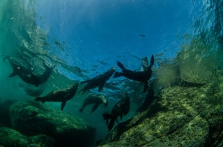 Niue