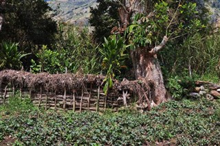 Papua