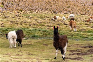 Peru