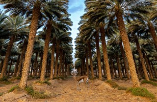 Saudi