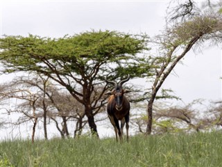 Senegal