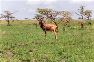 Senegal