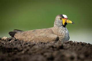 Senegal