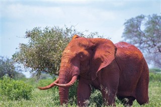 Senegal