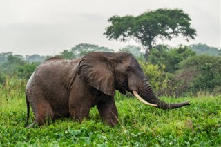 Senegal