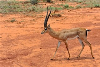 Senegal