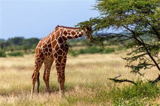 Somalia