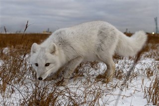 Svalbard