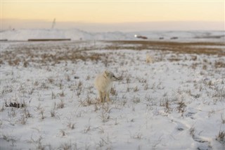 Svalbard