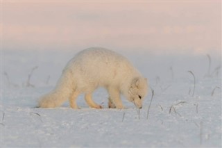 Svalbard