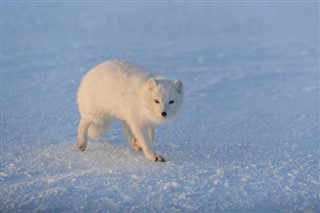 Svalbard