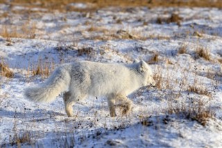 Svalbard